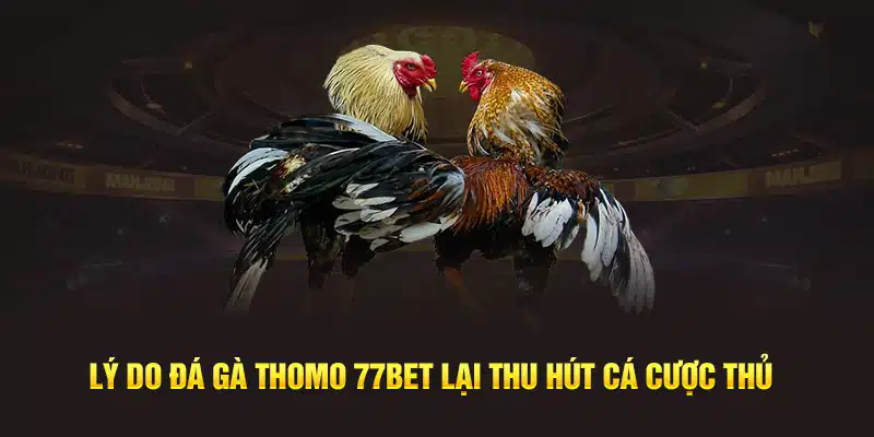 Lý do Đá Gà Thomo 77Bet lại thu hút cá cược thủ 