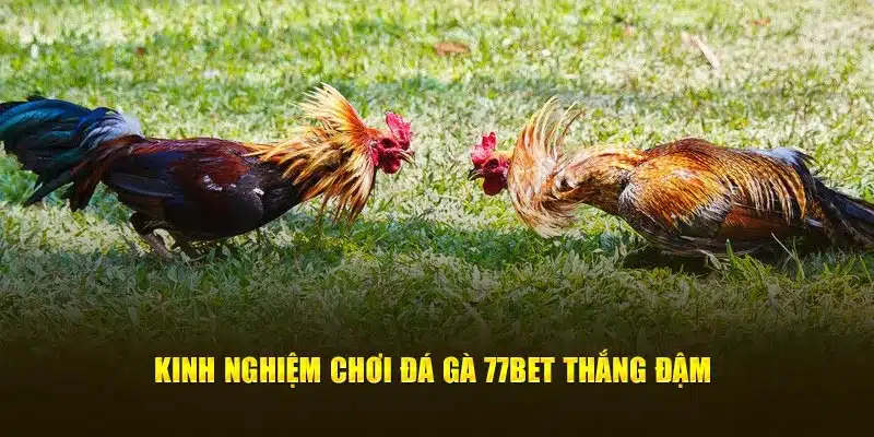 Kinh nghiệm chơi đá gà 77Bet thắng đậm