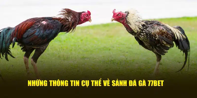 Những thông tin cụ thể về sảnh đá gà 77Bet 