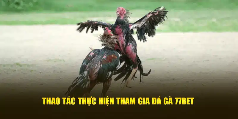 Thao tác thực hiện tham gia đá gà 77Bet