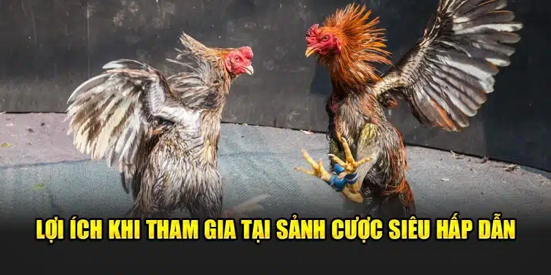 Lợi ích khi tham gia tại sảnh cược siêu hấp dẫn